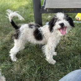 Aussiedoodle, Miniature Australian Shepherd, Poodle, and Toy Australian Shepherd Puppies from Mowry Creek Mini Aussiedoodles and More