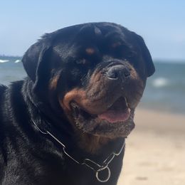 Rottweilers from Vom Haus Huff Rottweiler’s