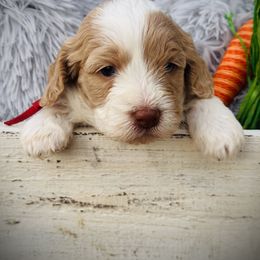 Australian Labradoodle, Cockapoo, and Goldendoodle Puppies from Hope Lane Kennels