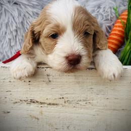 Australian Labradoodle, Cockapoo, and Goldendoodle Puppies from Hope Lane Kennels