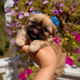 Saint Louis (S6,999) - Gold male Shih Tzu puppy in Frederick, Maryland from Shih Tzu Puppy in Maryland