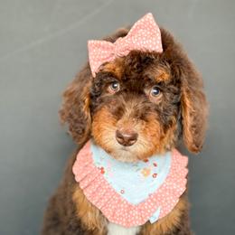 Mary - Girl 2 - Brown and white female Bernedoodle puppy in Bellville, Ohio from Bernedoodle Buddies