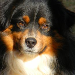 Miniature American Shepherds, Miniature Australian Shepherds, and Toy Australian Shepherds from Ramblin’ Rose Mini's