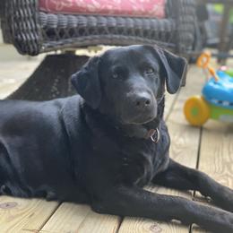 Trudy - Labrador Retriever