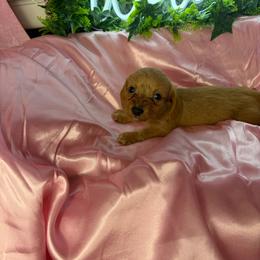 Candy - Wheaten female Dachshund puppy in Lake City, Florida from My Ditzy Doxies of Florida