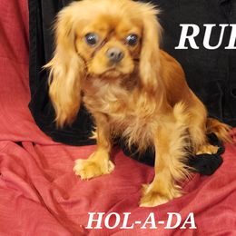 RUBEE - Cavalier King Charles Spaniel