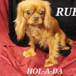 RUBEE - Cavalier King Charles Spaniel