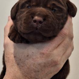 Labrador Retriever Puppies from Fetching Labrador Retrievers