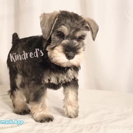 Miniature Schnauzer Puppies from Kindred’s Classic Miniature Schnauzers