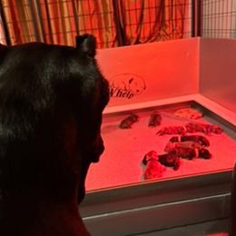 Cane Corso puppies from Miracle City