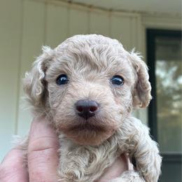Wayne F1B - Cream male Aussiedoodle puppy in Oklahoma City, Oklahoma from Foneb Farm - The F1B Farm