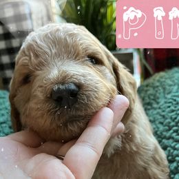 Girl 4 - Goldendoodle puppy in Christiana, Tennessee from Rechlicz Family Doodles