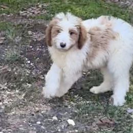Anna - female Australian Mountain Doodle puppy in Trion, Georgia from Big Daddy Doodles