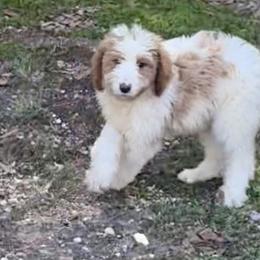 Anna - female Australian Mountain Doodle puppy in Trion, Georgia from Big Daddy Doodles