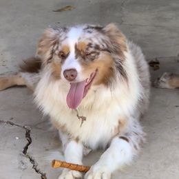 Valor - Australian Shepherd