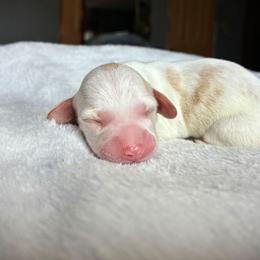 LemonDrop - Piebald male Dachshund puppy in Harrison, Arkansas from Dachshunds on the Hill
