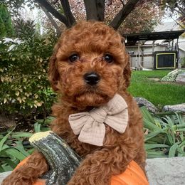 Ziggy - Red male Cavapoo puppy in West Jordan, Utah from Ruby's Cavapoos