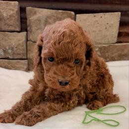 Mini boy - Red  male Goldendoodle puppy in Cullman, Alabama from My Awesome Rover