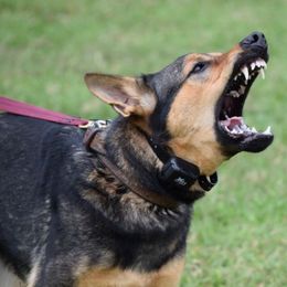 Belgian Malinois and German Shepherd All Grown Up from Haus von Pixar Kennels