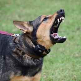 Belgian Malinois and German Shepherd All Grown Up from Haus von Pixar Kennels