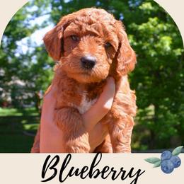 Blueberry - Apricot male Goldendoodle puppy in Batavia, Ohio from Cozy Cove Goldendoodles