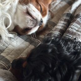 Cavalier King Charles Spaniel Puppies from Family first cavaliers