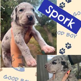 SPORK - Merle male Great Dane puppy in Wellsville, New York from Prophecy Danes