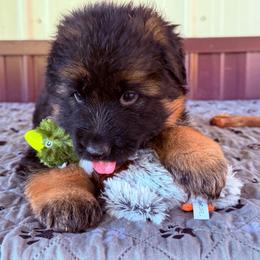 Freya- Girl 1 - Black and red female German Shepherd puppy in Watervliet, Michigan from Von Kingsburg Shepherds
