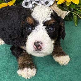 Rooster - Tri-color male Bernedoodle puppy in Seymour, Missouri from D and D’s Dandy Doodles