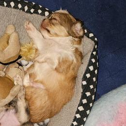 Emilio - Sable and white male Shih Tzu puppy in Meridian, Oklahoma from Crazy Love Kennels