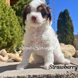 Strawberry - Tri-color female Cavapoo puppy in Utah County, Utah from Cascade Springs Doodles