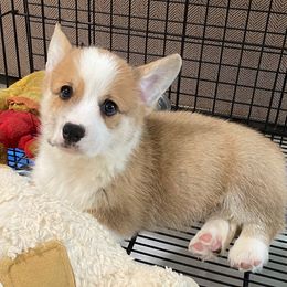 Pembroke Welsh Corgi Puppies from Silver Mae Kennel