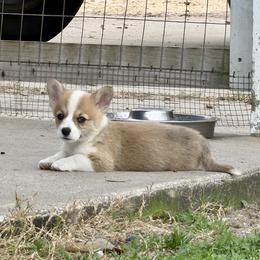 Cinnamon - Red female Pembroke Welsh Corgi puppy in Yulee, Florida from Pembroke Welsh Corgis at Belle Haven