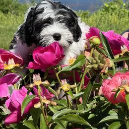Greater Swiss Mountain Dog and Lowchen Puppies from Roman Reign Lowchen and Greater Swiss Mountain Dogs