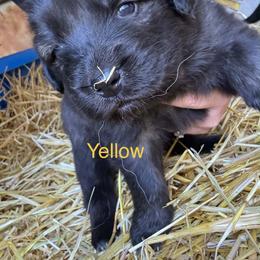 Yellow - Gray female Sarplaninac puppy in Colorado Springs, Colorado from Pesky Redneck Mini Ranch