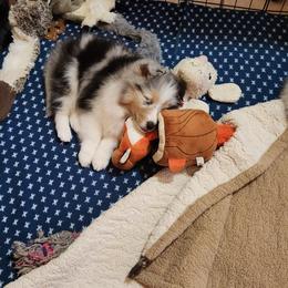 Shetland Sheepdog Puppies from Ambrozia Kennels