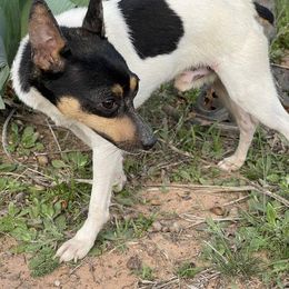 Toy Fox Terrier All Grown Up from Foxridge Farms