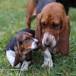Basset Hound Puppies from Welcome Home Bassets