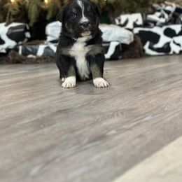 Australian Shepherd Puppies from Ace-High Australian Shepherds