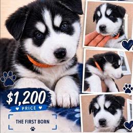 Boy 1 orange - Black and white male Siberian Husky puppy in Albuquerque, New Mexico from Tracy Jaramillo