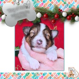 Boy 2 - King of Hearts - Sable and white male Shetland Sheepdog puppy in Elberton, Georgia from Ioney's Southern Paws Shelties, Frenchies, and Yorkies