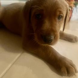 Labrador Retriever Puppies from Lake Crystal Farms Labradors