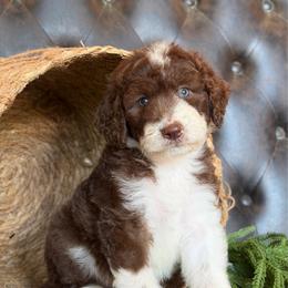 Dara- Has Videos - Brown and white female Aussiedoodle puppy in Troy, South Carolina from Lana Corley- Australian Shepherds of 3/W Farms