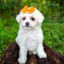 Korean Taiyang - White male Maltipoo puppy in Barren Springs, Virginia from Seeking Shalom Acres Maltese, Maltipoos & Havamalts