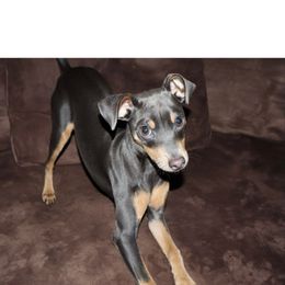 Miniature Pinscher Puppies from NutMeg Min Pins