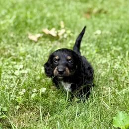 Justice - Black and cream female Dachshund puppy in Three Rivers, Michigan from Michiana Dachshunds