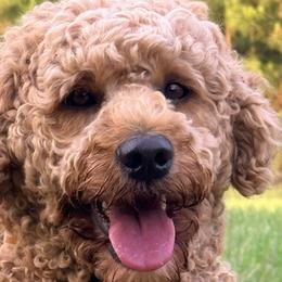 Matzah - Goldendoodle