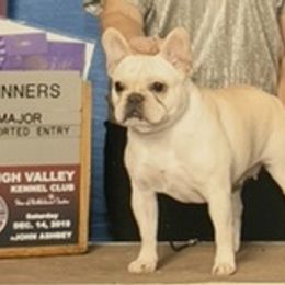 English Bulldog and French Bulldog Puppies from Benedict Family Frenchies, Bulldogs and Danes
