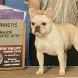 English Bulldog and French Bulldog Puppies from Benedict Family Frenchies, Bulldogs and Danes