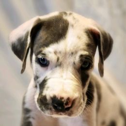 Great Danes from Dusty Dream Danes